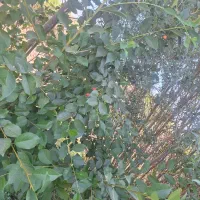 فروش زمین منابع طبیعی ردیف ۵