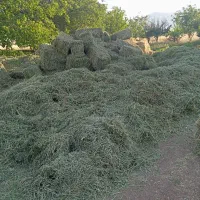 شبدر چین اول و چین دوم