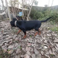 روتوایلر|سگ|لولمان, |دیوار