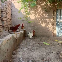 پنج تا مرغ سالم
