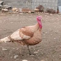 بوقلمون نر و ماده|حیوانات مزرعه|گلوگاه بابل (گلیا), |دیوار