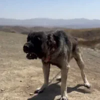 سگ سرابی