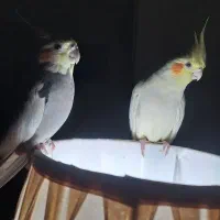 عروس هلندی جفت