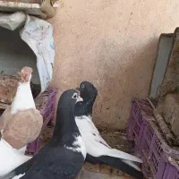 نر سینه سیاه پاک