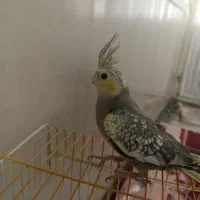 پرنده