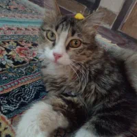 گربه اهلی