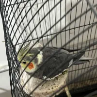 گرینجیک عروس هلندی مرغ عشق|پرنده|ارومیه, |دیوار