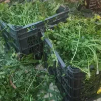 سبزی ماهی ابپز