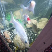 ماهی کوی زیبا