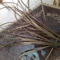 گل مصنوعی خارجی|گل مصنوعی|اصفهان, ناژوان|دیوار