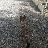 واگذاری  مالینویز شیتزو سوپر فلت و فلت ماده