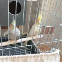 پرنده