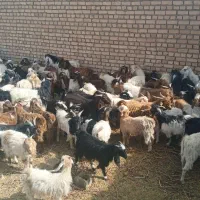 تعداد 100 عدد بزغاله فروشی|حیوانات مزرعه|ششطراز, |دیوار