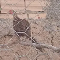 مرغ امریکایی شاخ دار|پرنده|سبزوار, شهرک جهاد|دیوار