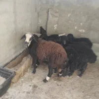 بره قوچی|حیوانات مزرعه|هشتگرد, تهران دشت|دیوار