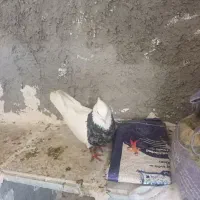 طوقی فولادی و الماسی نر