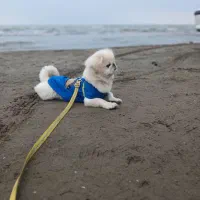 سگ خارجی فوری پکینیزاصل امپریال|سگ|هشتگرد, شهرک راه آهن|دیوار