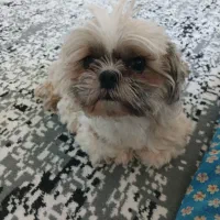 سگ شیتزو سوپر فلت|سگ|شهریار, اصیل آباد|دیوار