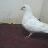 ۲عدد کفتر غریب