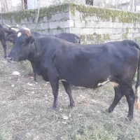 گاو چالوسی ابستن|حیوانات مزرعه|توتکابن, |دیوار