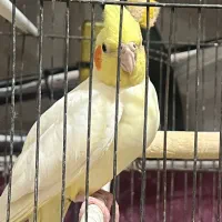 ۴تا عروس هلندی به همراه وسایل