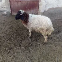 بره نر  گیج|حیوانات مزرعه|پلدشت, |دیوار