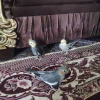 ۴ عدد عروس هلندی باهوش|پرنده|شیروان (خراسان), |دیوار