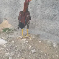 خروس لاری|حیوانات مزرعه|سرپل ذهاب, |دیوار