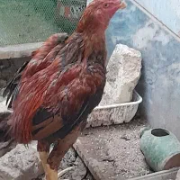 خروس لاری|حیوانات مزرعه|هشتگرد, شهرک راه آهن|دیوار