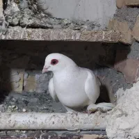 آغ لوتی