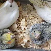 جوجه عروس هلندی