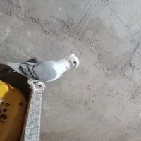 کبوتر بلژیکی اصل