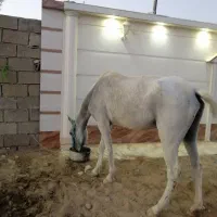 اسب مادیون