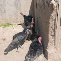 بوق|حیوانات مزرعه|نهاوند, |دیوار
