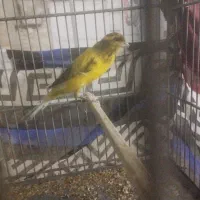 قناری بلند 2تا|پرنده|ری, سیزده آبان|دیوار