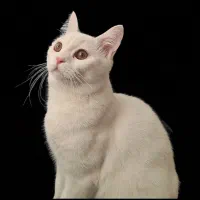 گربه بریتیش سفید