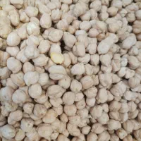 فروش نخود متوسط، تمیز و باکیفیت