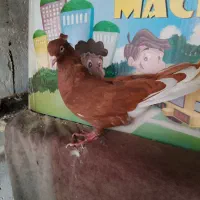 کبوتر