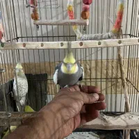 عروس هلندی|پرنده|سوسنگرد, |دیوار