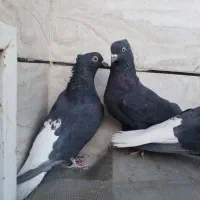 زاغ  دم سفید