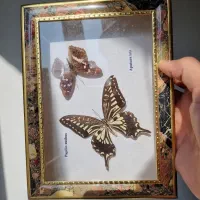 تابلو پروانه طبیعی|تابلو، نقاشی، عکس|تهران, صادقیه|دیوار