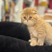 گربه اسکاتیش دبل فولد اصیل