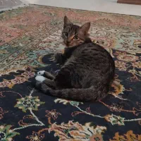 گربه ارام و ساکت  کوچولو