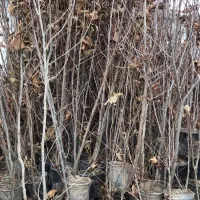 فروش نهال چنار گلدانی