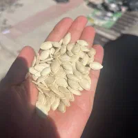 فروش کدو گوشتی خام