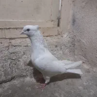 سفید کاکلی|پرنده|ساوه, |دیوار