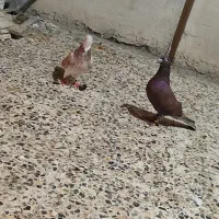 کبوتر دورگ|پرنده|خرمآباد, |دیوار