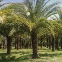 باغ