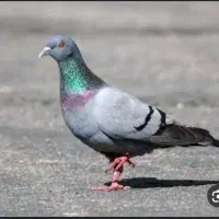 کبوترفروشی