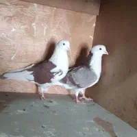 کبوتر شازده و سرخ و سوسکی|پرنده|اصفهان, رهنان|دیوار